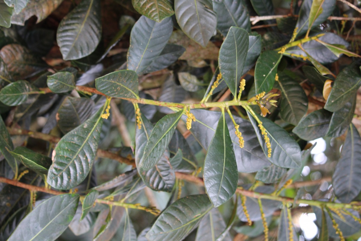 Agrostistachys borneensis Becc.